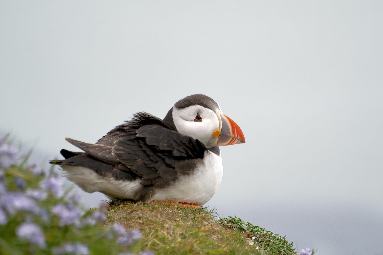 puffin