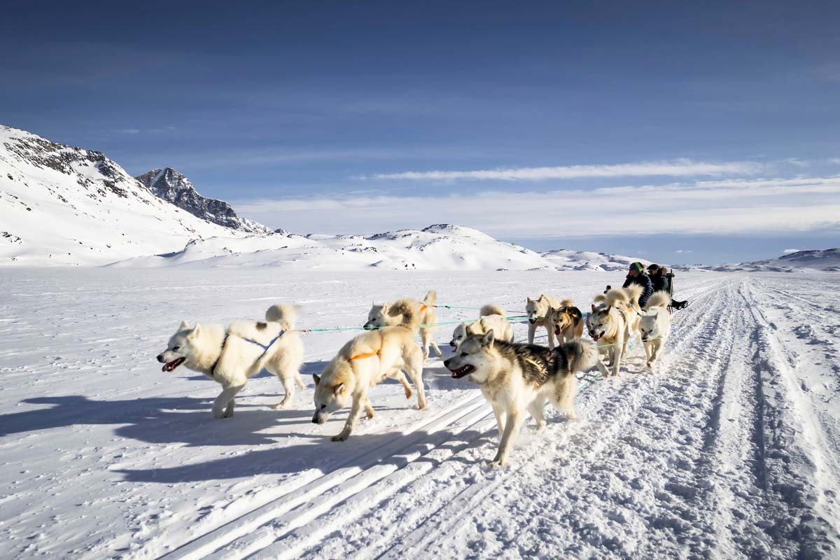 Slitta trainata da cani, Groenlandia